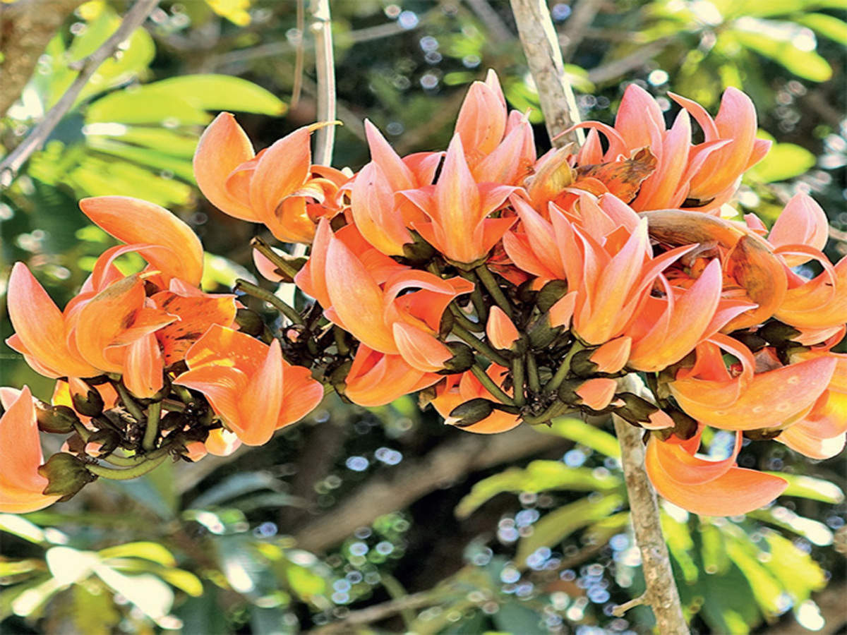 Butea monosperma (Flame of forest, Muttuga)