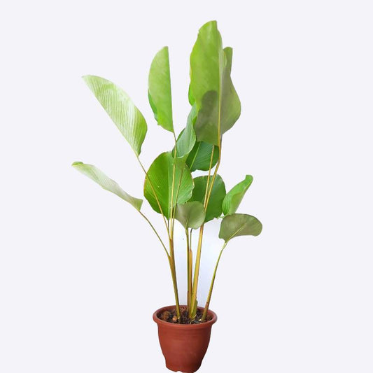 Calathea Lutea (Cigar Calathea)