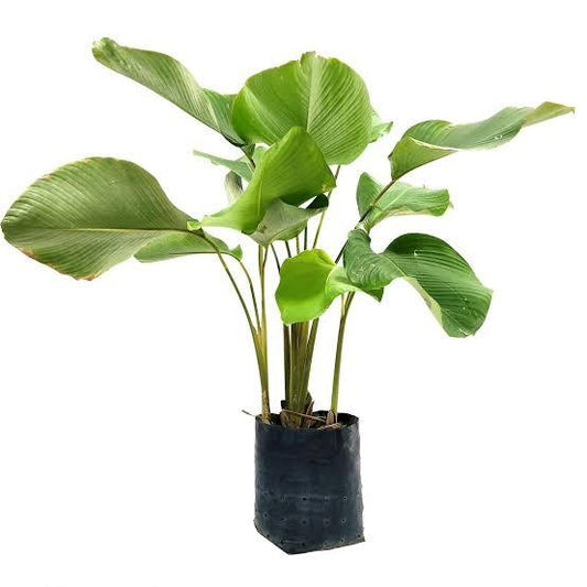 Calathea Lutea (Cigar Calathea)