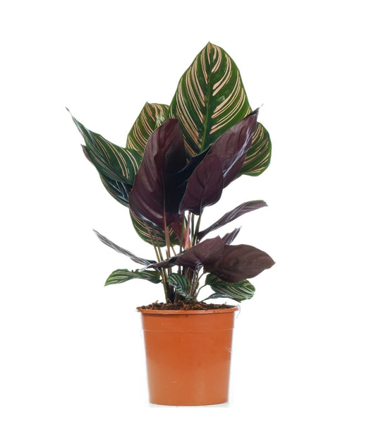 Calathea Ornata (Pinstripe Calathea)