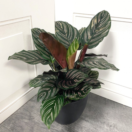 Calathea Ornata (Pinstripe Calathea)