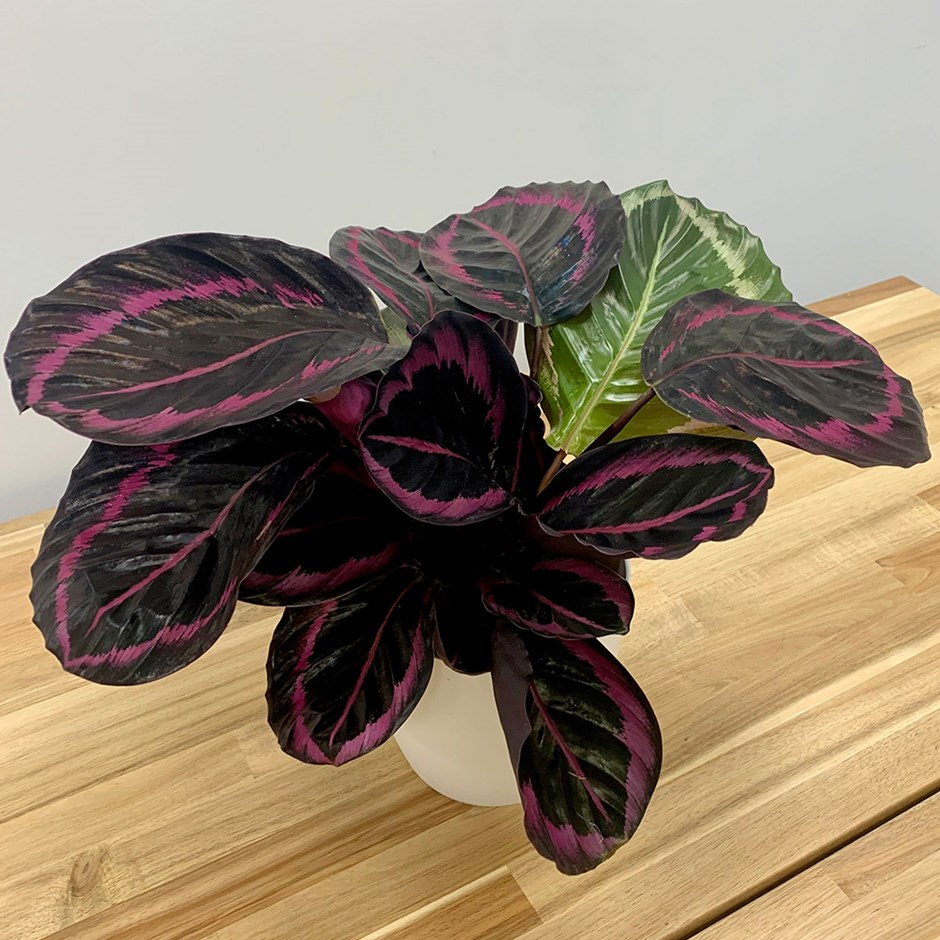 Calathea Roseopicta little princess (Peacock Plant)