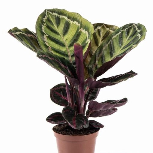 Calathea Roseopicta little princess (Peacock Plant)