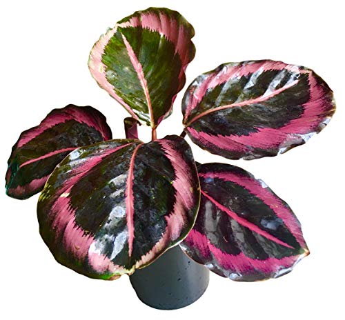 Calathea Roseopicta little princess (Peacock Plant)