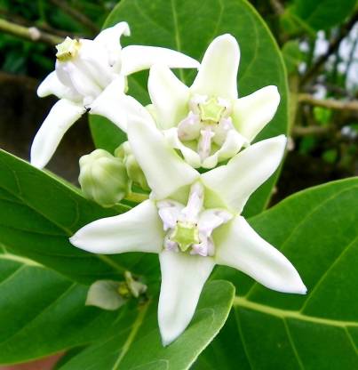 Calotropis gigantea (Crown flower, Ekka)