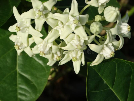 Calotropis gigantea (Crown flower, Ekka)