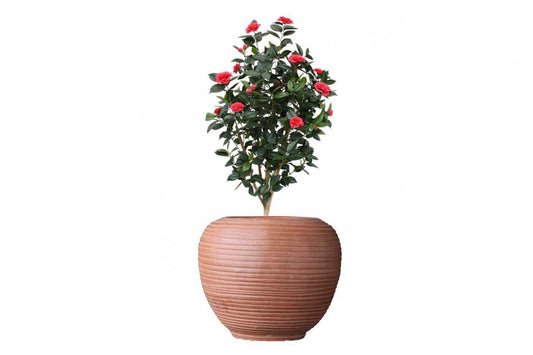 Camellia japonica 1 (Camelia) (8" x 5")