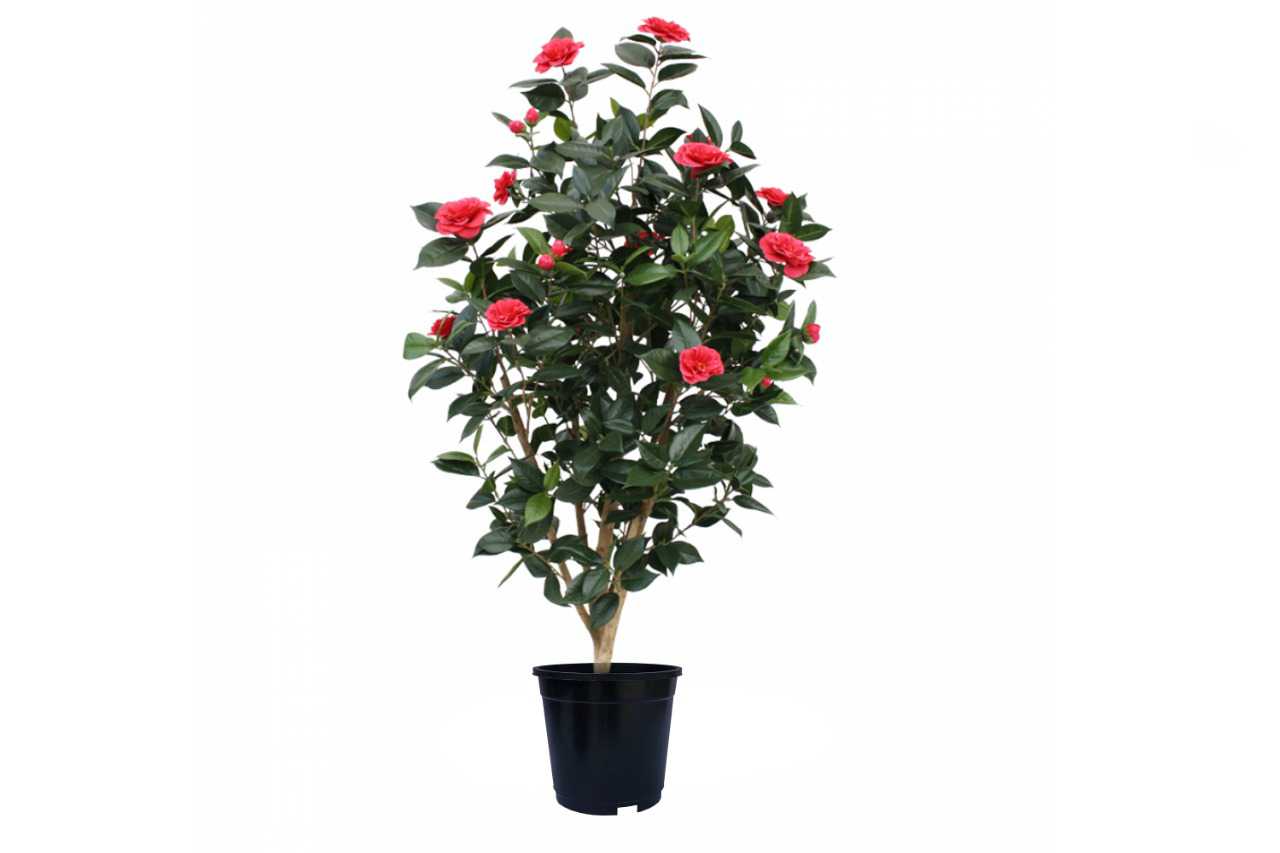 Camellia japonica 1 (Camelia) (8" x 5")
