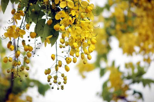 Cassia fistula (Golden shower tree, Kakke Gida)