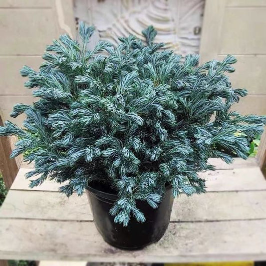Chamaecyparis pisifera (Cypress Silver)