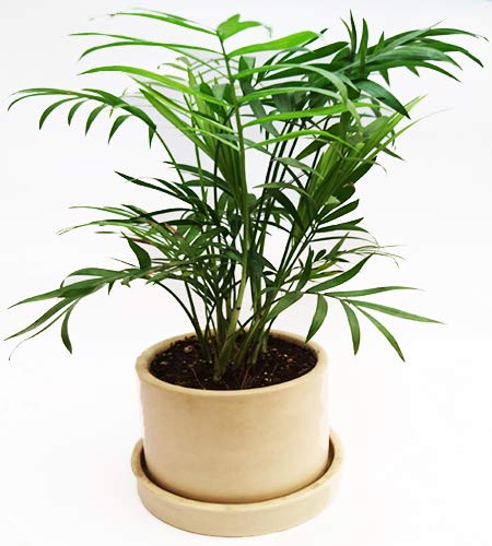 Chamaedorea elegans (Cane Palm)