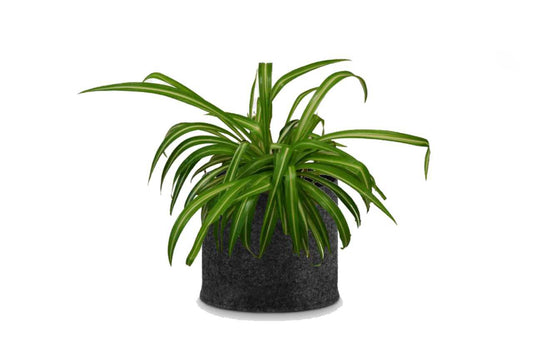Chlorophytum (Spider Plant) (5' x 3.5")