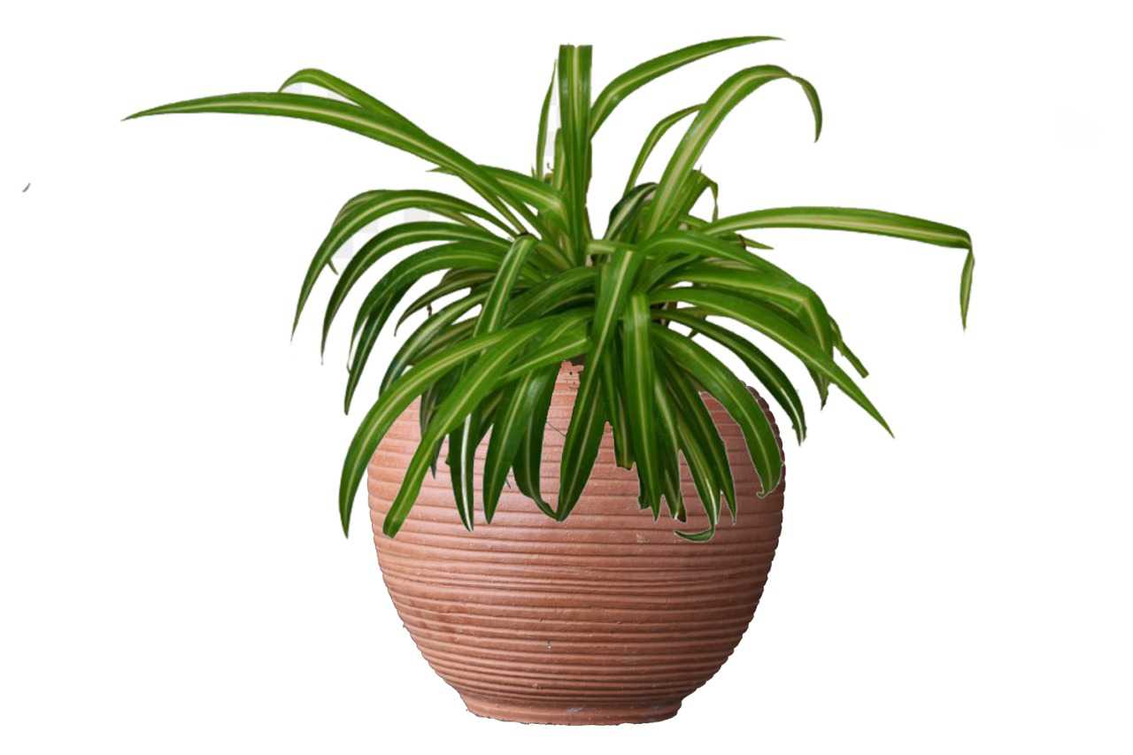 Chlorophytum (Spider Plant) (5' x 3.5")