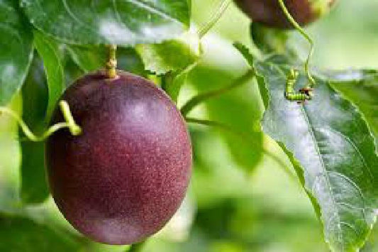 Chrysophyllum cainito (Jamaican Star fruit-ordinary)