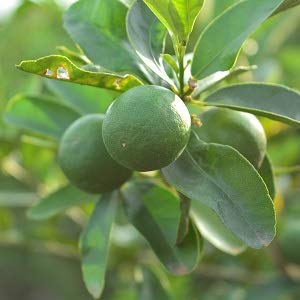 Citrus limetta (Moosambi)