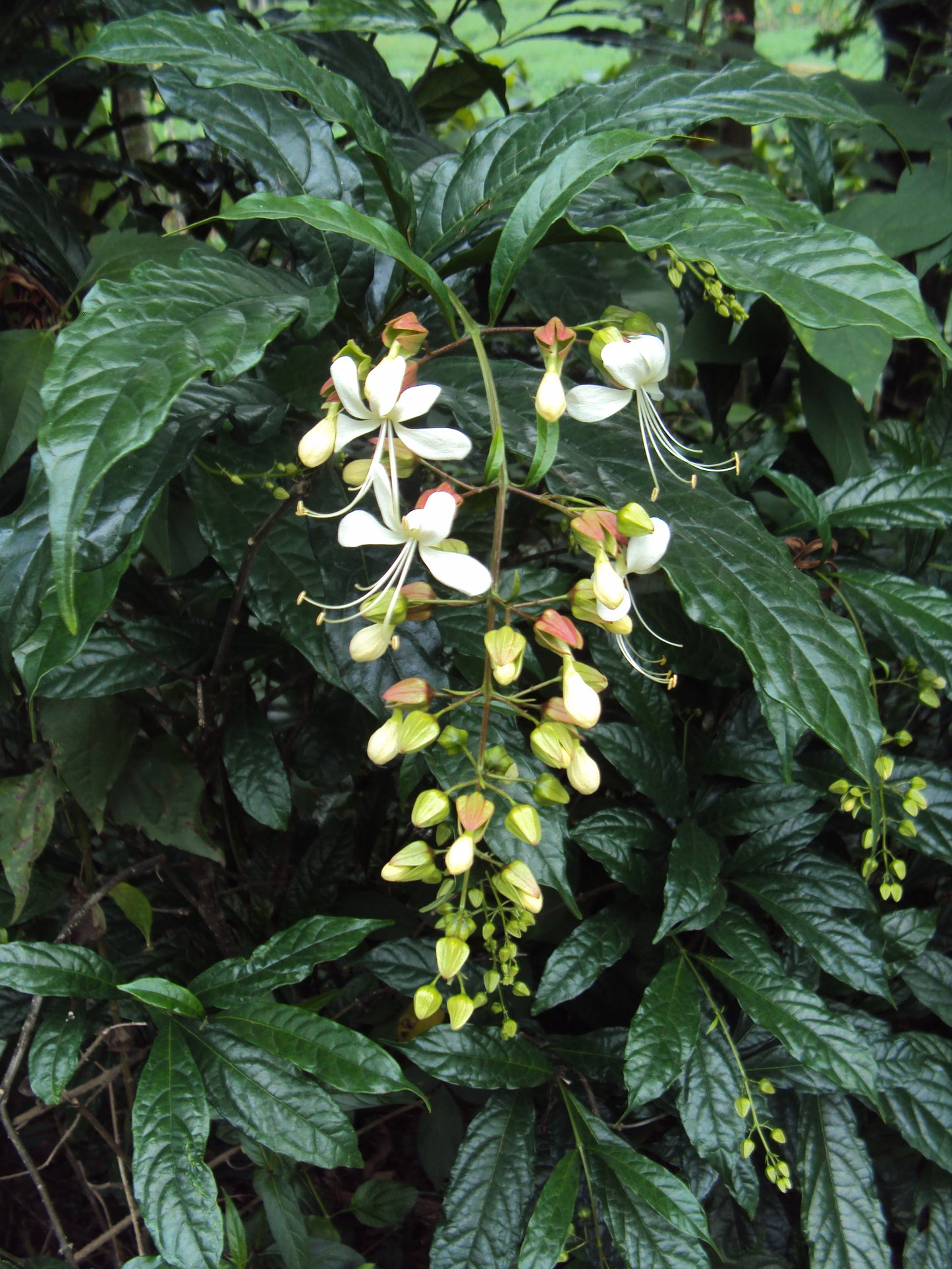 Clerodendrum wallichii (Weeping Glorybower)