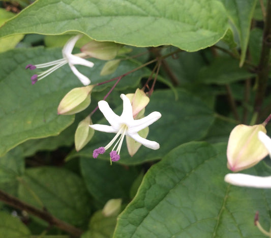 Clerodendrum wallichii (Weeping Glorybower)