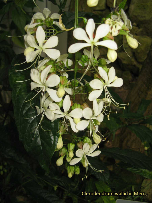 Clerodendrum wallichii (Weeping Glorybower)