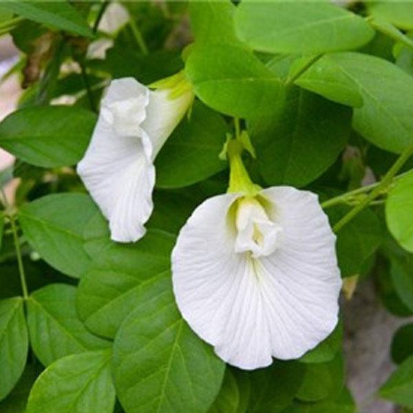 Clitoria ternatea -Sankupushpam white &blue) (Blue Pea flower,Sankupushpi (white &blue))