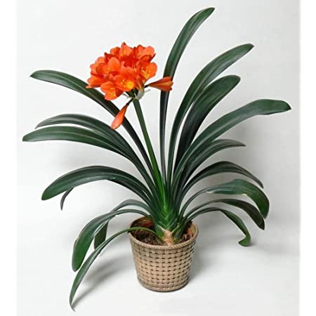 Clivia Miniata (Kaffir Lilly)