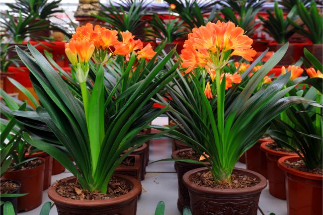 Clivia Miniata Large (Kaffir Lilly)