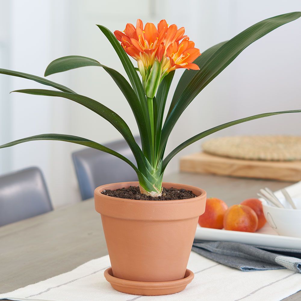 Clivia Miniata (Kaffir Lilly)