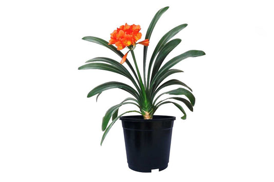 Clivia Miniata small (Kaffir Lilly)