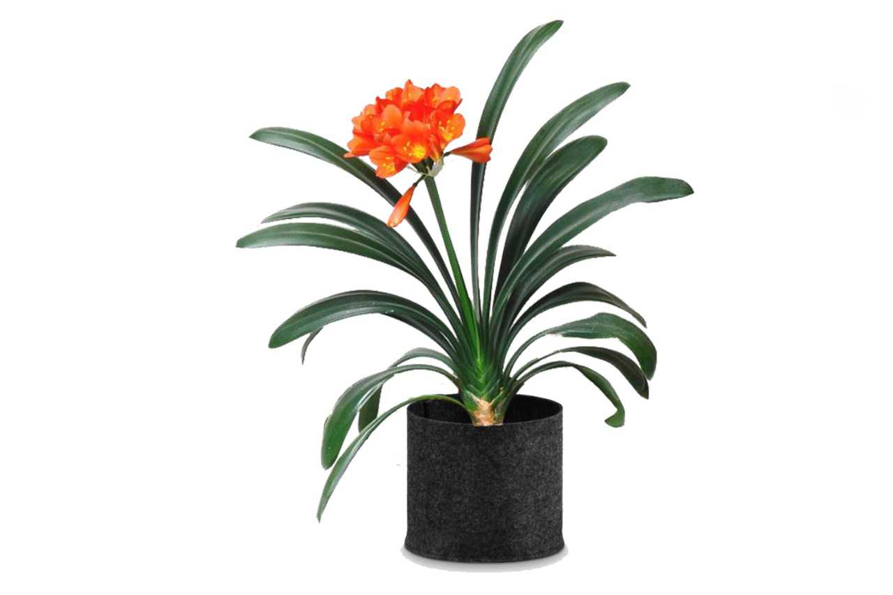 Clivia Miniata small (Kaffir Lilly)