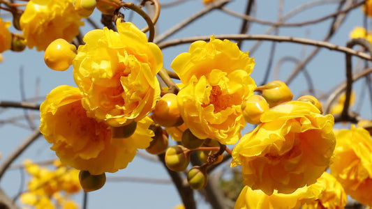 Cochlospermum religiosum (Golden Silk Cotton tree)