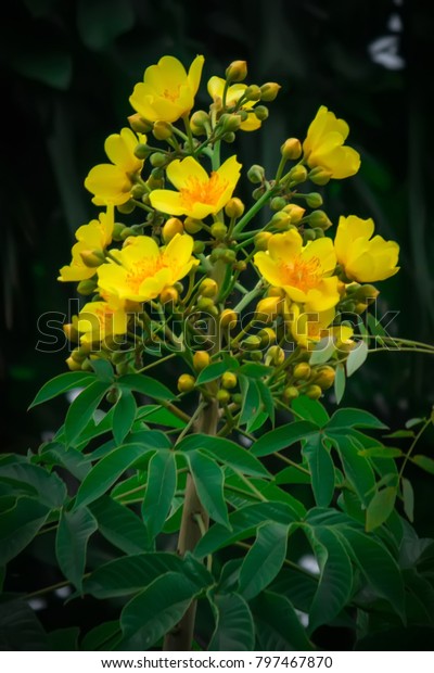 Cochlospermum religiosum (Golden Silk Cotton tree)