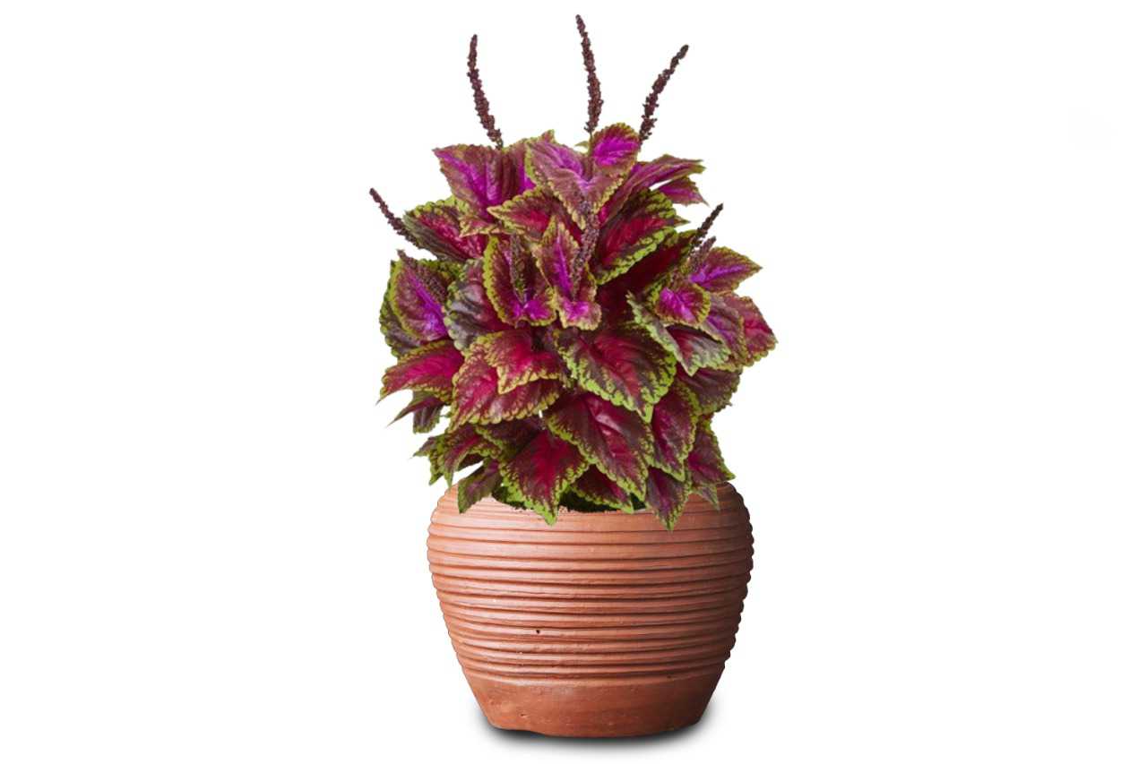Coleus (Painted Nettle or Flame Nettle) (5" x 3.25")