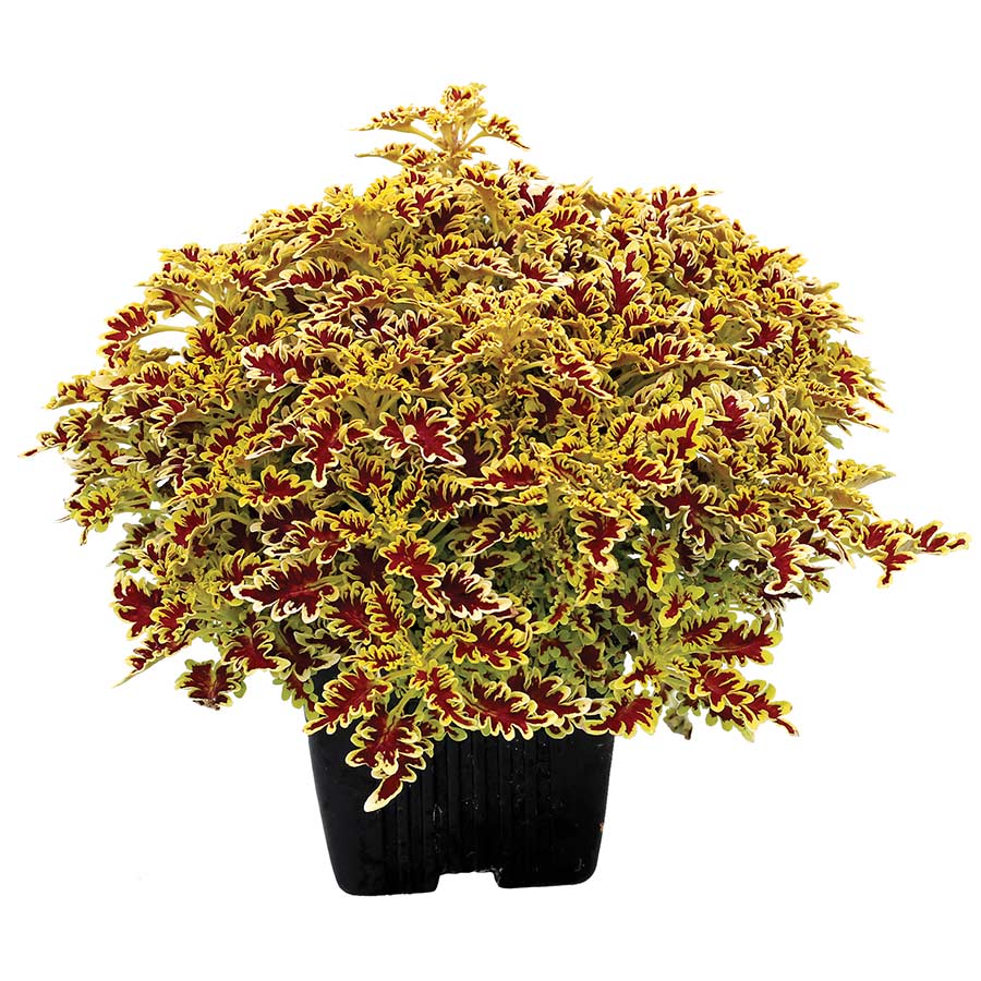 Coleus miniature Lovebird (Coleus miniature)