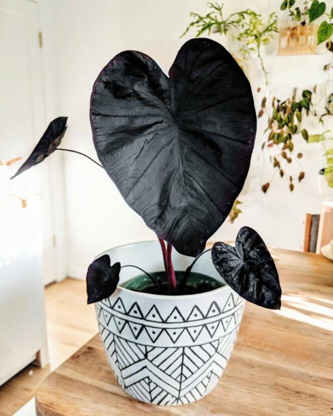 Colocasia Black Magic (Colocasia Black Magic)