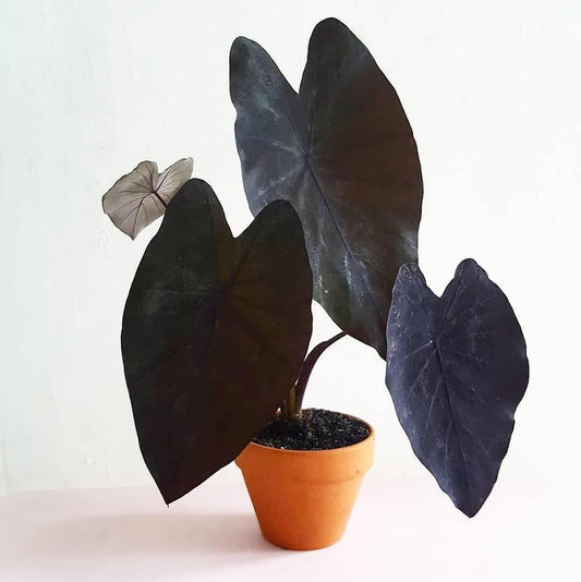 Colocasia Black Magic (Colocasia Black Magic)