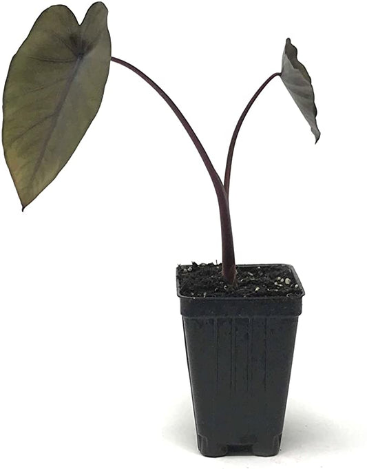 Colocasia Black Magic (Colocasia Black Magic)