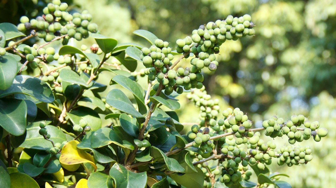 Comiphora mukul - Guggulu (Guggul)