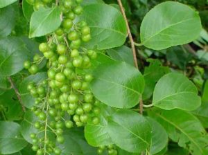 Comiphora mukul - Guggulu (Guggul)