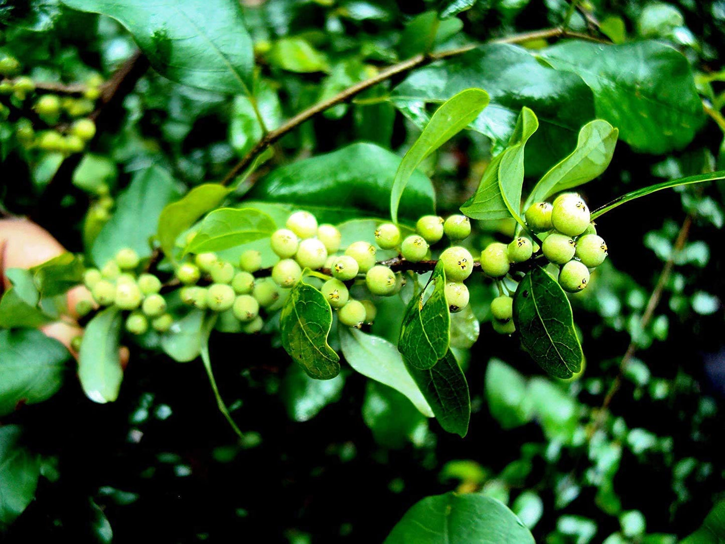 Comiphora mukul - Guggulu (Guggul)