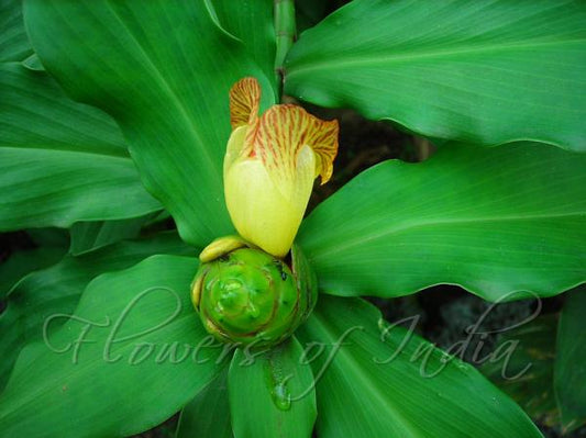 Costus pictus (Spiral Ginger, Insulin Plant)