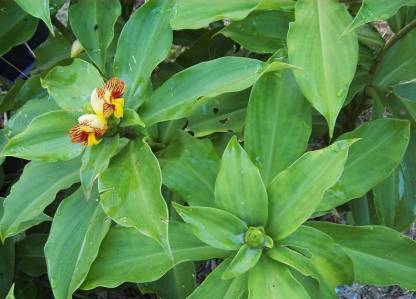 Costus pictus (Spiral Ginger, Insulin Plant)