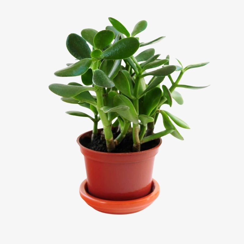 Crassula ovata (Jade Plant)