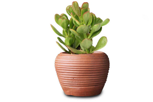 Crasula ovate- Saisa (Jade plant)