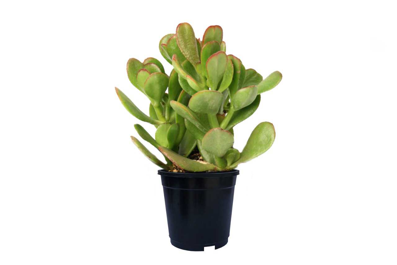 Crasula ovate- Saisa (Jade plant)