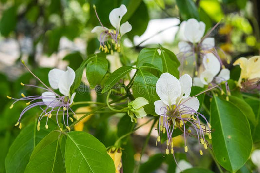 Crateva religiosa - Neermathalam (Garlic pear, Nirvala)