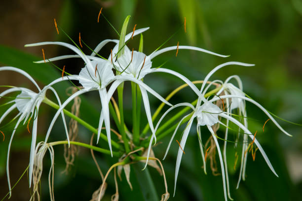 Crinum asiaticum (Crinum Lilly)