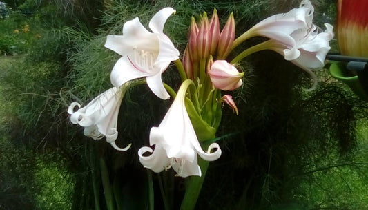 Crinum macowanii (Day Lily)