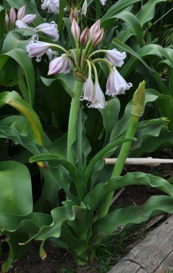 Crinum macowanii (Day Lily)