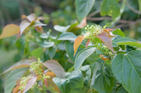 Croton tiglium -Neervalam ( Croton oil plant, Jamal ghota, Japala)
