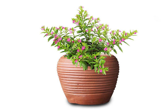 Cuphea hyssopifolia (Cuphea) (5" x 3.5")