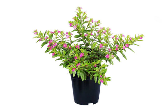 Cuphea hyssopifolia (Cuphea) (5" x 3.5")